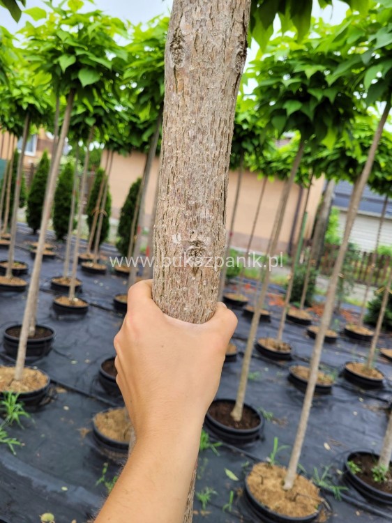 9d05fc66491fb4a4035982ac838a