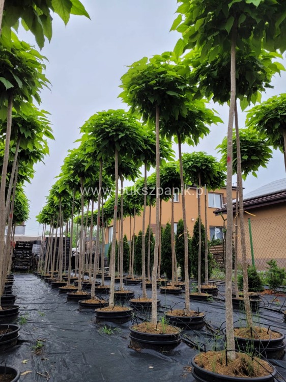 1645e684488a896482e67151021e