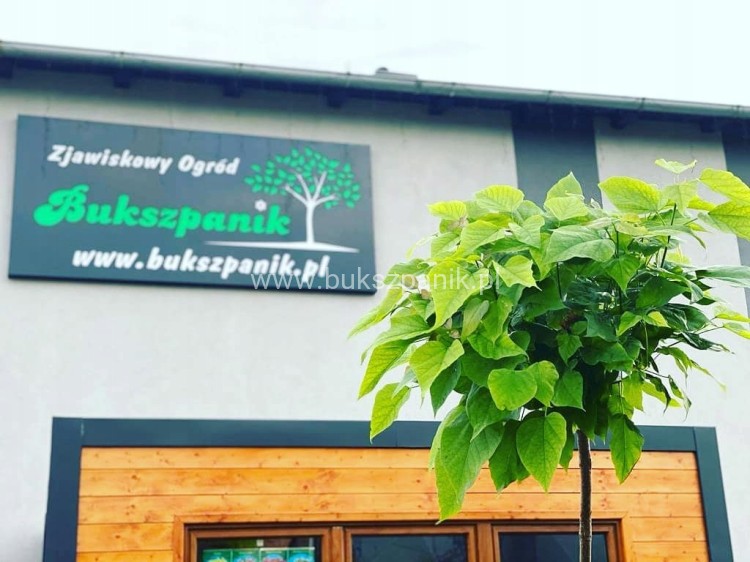 5cbf999b41a0873f068c68aa5a0c