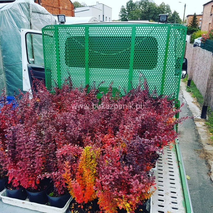 Berberys Thunberga 'Atropurpurea' - Berberis thunbergii C3l