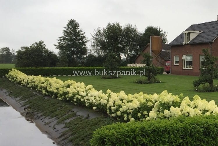Hortensja bukietowa "LIMELIGHT"- Hydrangea paniculata C5l