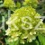 Hortensja bukietowa "LIMELIGHT"- Hydrangea paniculata C5l