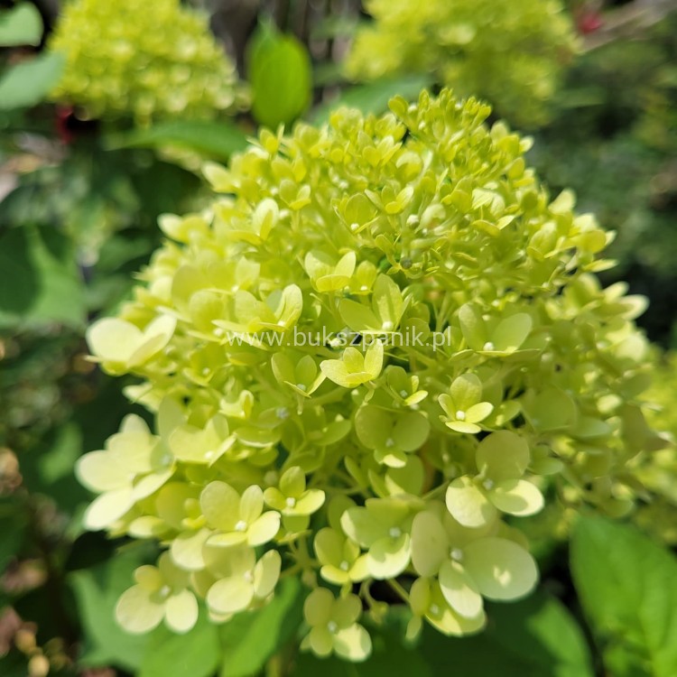 Hortensja bukietowa "LIMELIGHT"- Hydrangea paniculata C5l