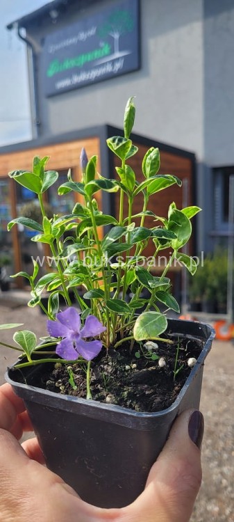 Barwinek pospoplity VARIEGATA - vinca minor