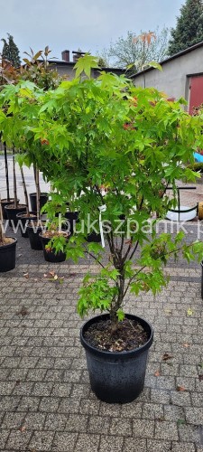 Klon palmowy BLOODGOOD- Acer palmatum C12l,