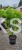 Klon palmowy BLOODGOOD- Acer palmatum C12l,