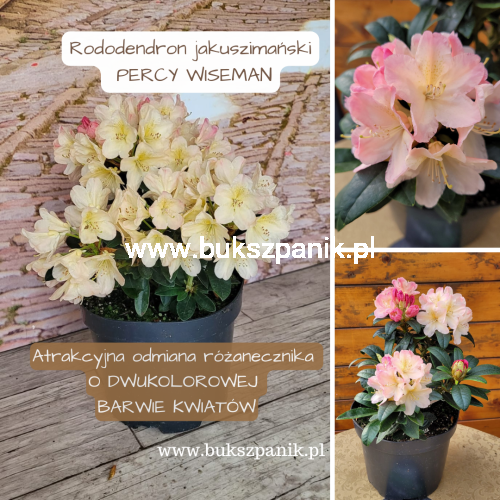 Rododendron jakuszimański PERCY WISEMAN.png