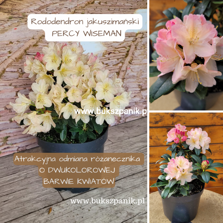 Rododendron jakuszimański PERCY WISEMAN.png