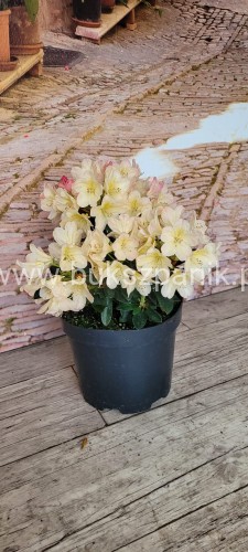 WhatsApp Image 2023-05-17 at 21.21.04 (2).jpeg