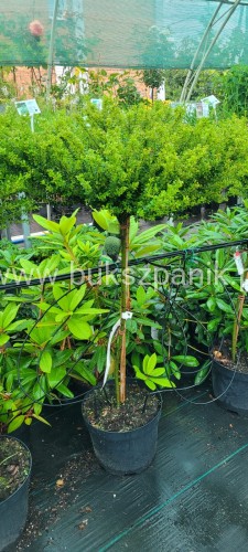 Ostrokrzew kolczasty Glory Dwarf - Ilex aquifolium PA80cm, C10l