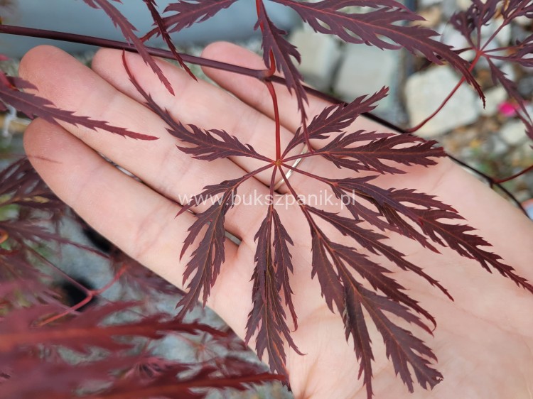 Klon palmowy GARNET- Acer palmatum Garnet ob 8-10cm