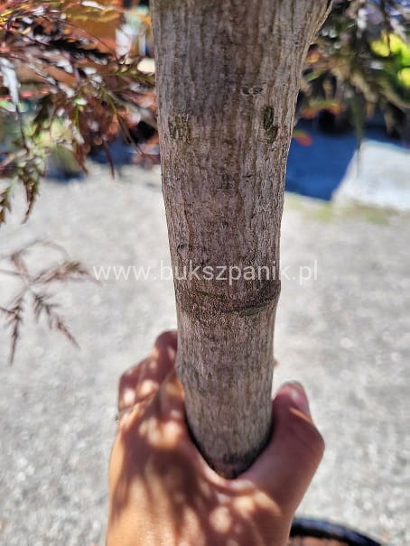 Klon palmowy GARNET- Acer palmatum Garnet ob 8-10cm