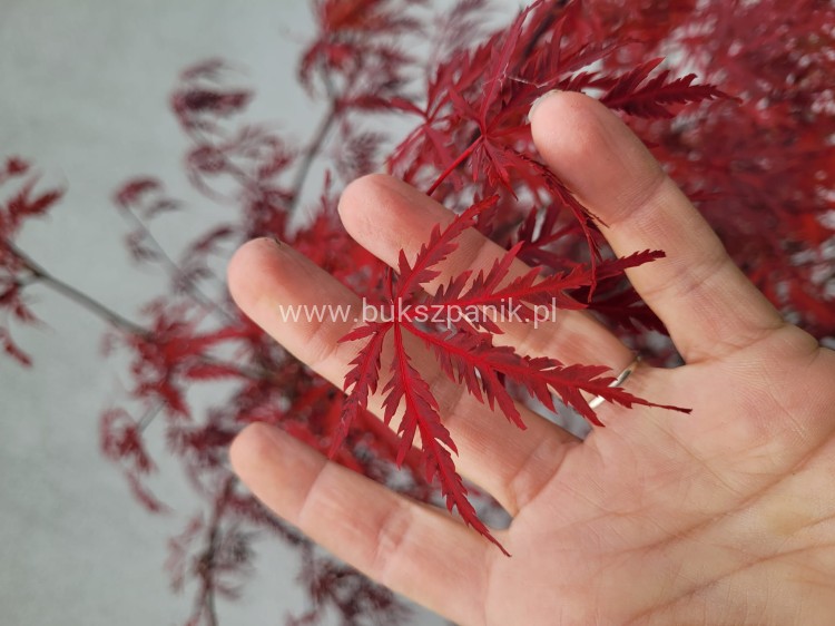 Klon palmowy GARNET- Acer palmatum Garnet ob 8-10cm