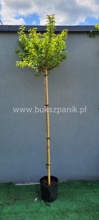 Lagerstromia - Lagerstroemia indica PA