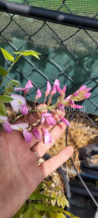 Glicynia chińska - RÓŻOWA - Wisteria Brakybotrys "Showa Beni"