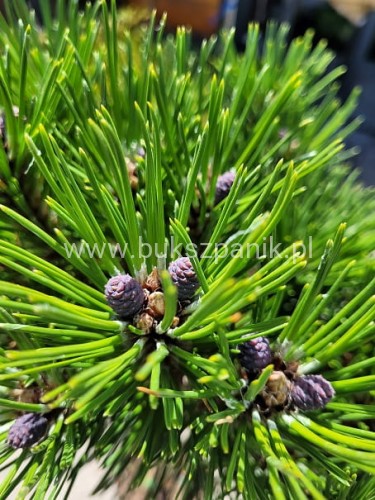 Sosna bośniacka Grüne Lagune - Pinus heldreichii
