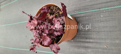 Żurawka Plum Royale - Heuchera