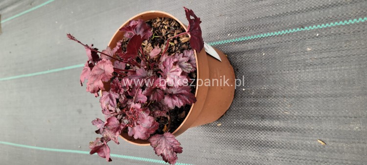 Żurawka Plum Royale - Heuchera