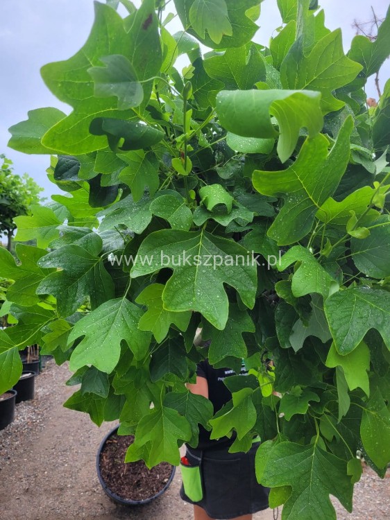 Tulipanowiec amerykański EDWARD GURSZTYN PBR Liriodendron tulipifera