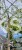 Brzoza brodawkowata Youngii - DACH ob.12-14cm, Pa 200-220cm, C90l- Betula Pendula