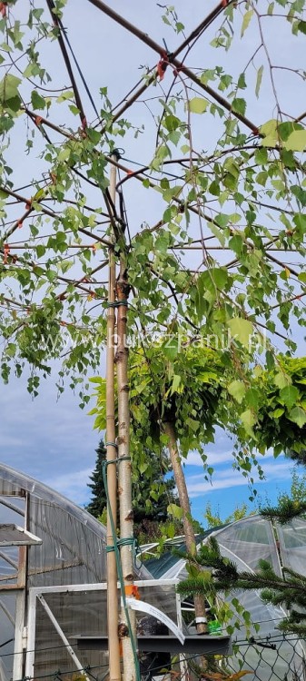 Brzoza brodawkowata Youngii - DACH ob.12-14cm, Pa 200-220cm, C90l- Betula Pendula