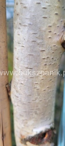 Brzoza brodawkowata Youngii - DACH ob.12-14cm, Pa 200-220cm, C90l- Betula Pendula