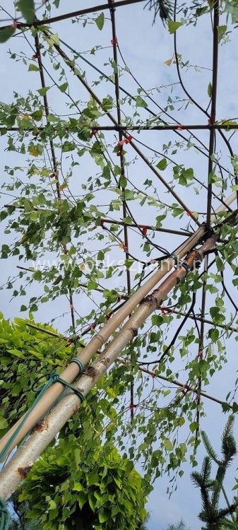 Brzoza brodawkowata Youngii - DACH ob.12-14cm, Pa 200-220cm, C90l- Betula Pendula
