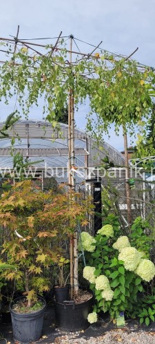 Brzoza brodawkowata Youngii - DACH ob.12-14cm, Pa 200-220cm, C90l- Betula Pendula