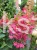Hortensja bukietowa PINKY WINKY 'DVPPinky'-Hydrangea paniculata