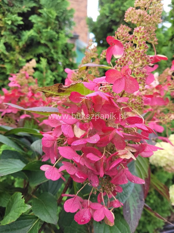 Hortensja bukietowa PINKY WINKY 'DVPPinky'-Hydrangea paniculata