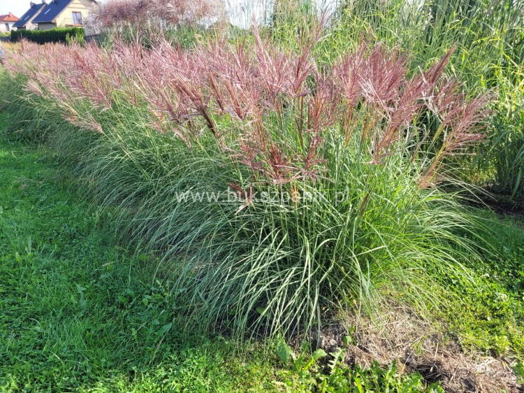 Miskant chiński Red Chief - Miscanthus sinensis Red Chief