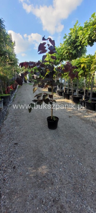 Judaszowiec kanadyjski Ruby Falls- Cercis canadensis