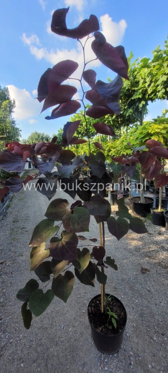 Judaszowiec kanadyjski Ruby Falls- Cercis canadensis