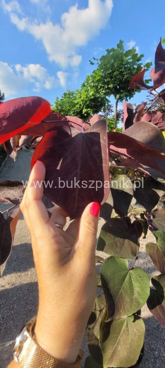 Judaszowiec kanadyjski Ruby Falls- Cercis canadensis