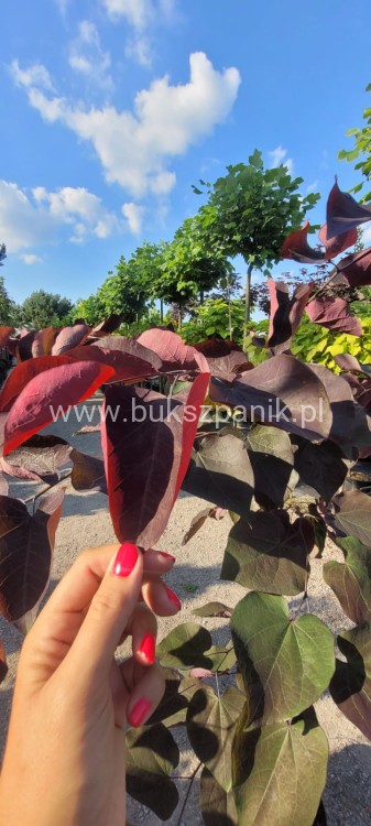 Judaszowiec kanadyjski Ruby Falls- Cercis canadensis