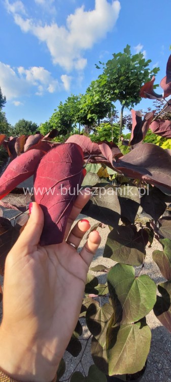 Judaszowiec kanadyjski Ruby Falls- Cercis canadensis