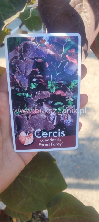 Judaszowiec kanadyjski Ruby Falls- Cercis canadensis