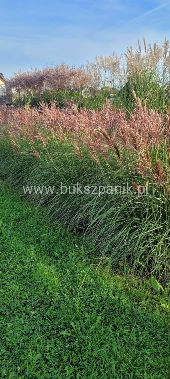 Miskant chiński Red Chief - Miscanthus sinensis Red Chief