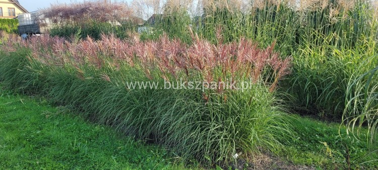 Miskant chiński Red Chief - Miscanthus sinensis Red Chief