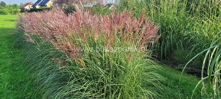 Miskant chiński Red Chief - Miscanthus sinensis Red Chief