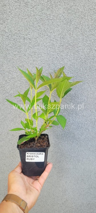 Krzewuszka BRISTOL RUBY - WEIGELA różowo-czerwona