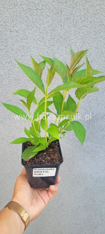 Krzewuszka BRISTOL RUBY - WEIGELA różowo-czerwona