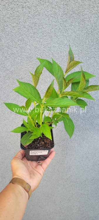 Krzewuszka BRISTOL RUBY - WEIGELA różowo-czerwona