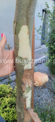 Platan klonolistny - DACH, Pa 200-220