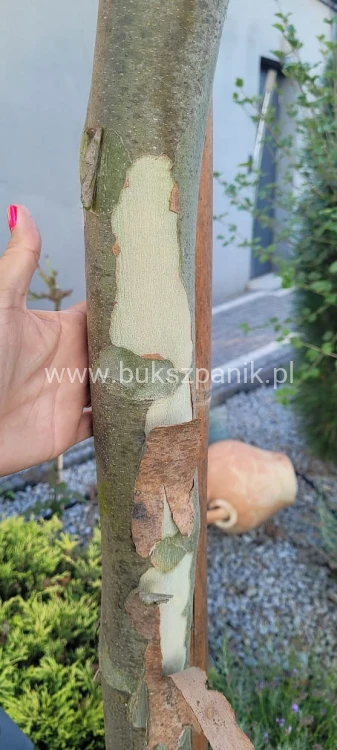 Platan klonolistny - DACH, Pa 200-220