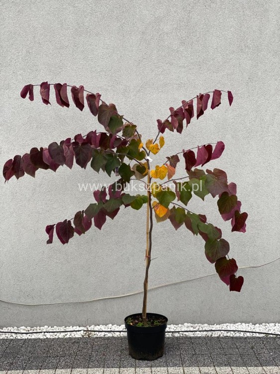 Judaszowiec kanadyjski Forest Pansy - BORDOWE LIŚCIE- Cercis canadensis 200cm