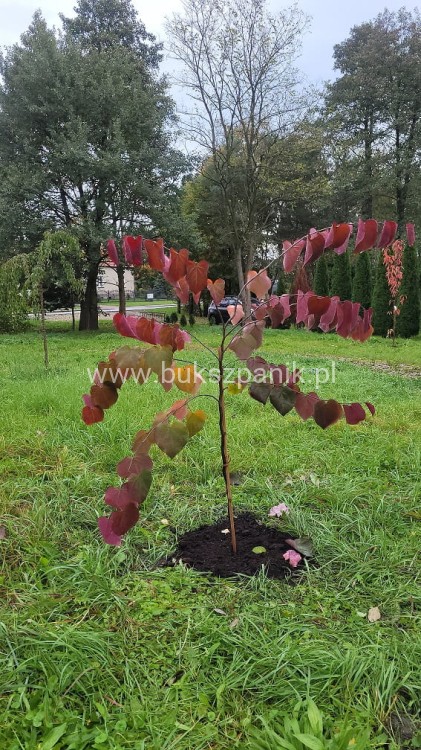 Judaszowiec kanadyjski Forest Pansy - BORDOWE LIŚCIE- Cercis canadensis 200cm