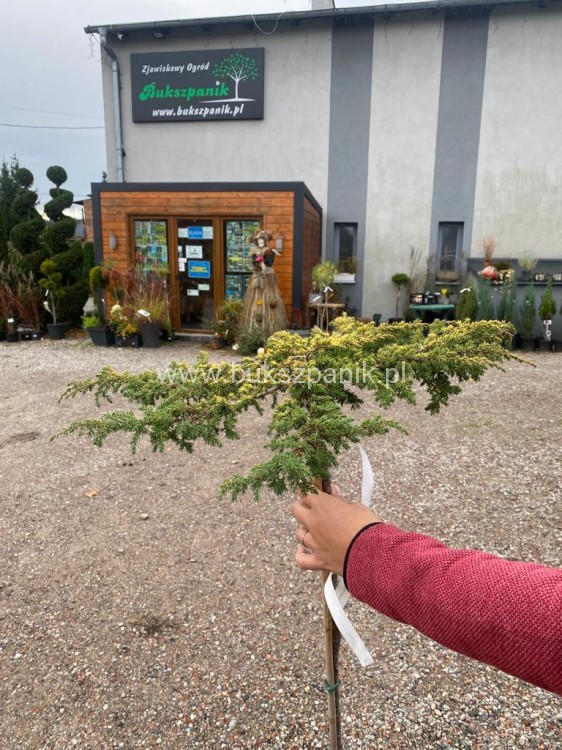 ałowiec pospolity LEMON CARPET - Juniperus communis PA80-100cm
