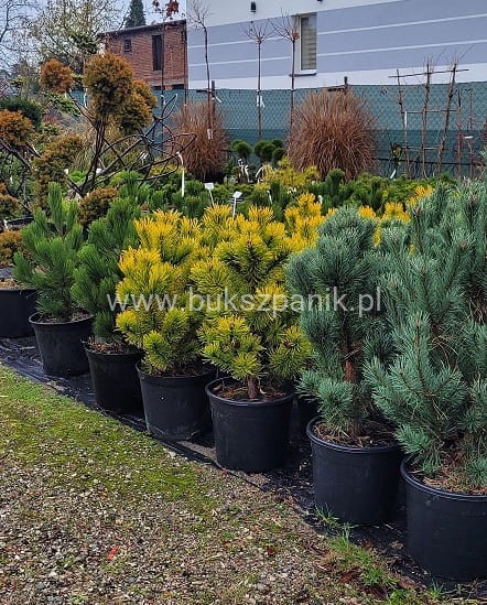 Sosna kosodrzewina 'Golden Glow'- wys. 90cm - Pinus Mugo