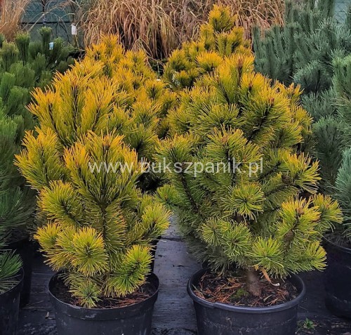 Sosna kosodrzewina 'Golden Glow'- wys. 90cm - Pinus Mugo